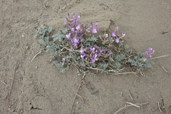 Astragalus stenoceras