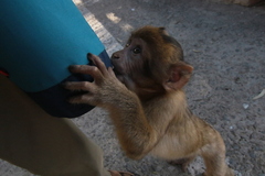 Macaca sylvanus