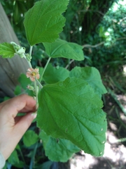 Sphaeralcea bonariensis