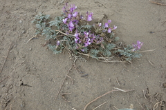 Astragalus stenoceras