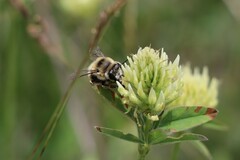 Anthophora aestivalis