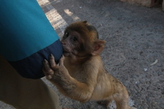 Macaca sylvanus