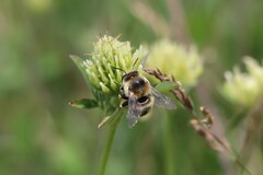 Anthophora aestivalis