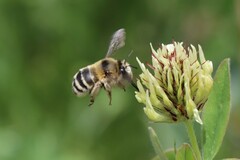 Anthophora aestivalis