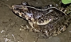 Fejervarya limnocharis