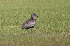 Theristicus caerulescens