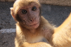 Macaca sylvanus
