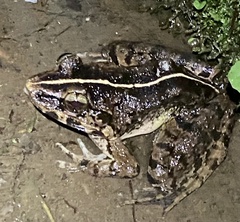 Fejervarya limnocharis