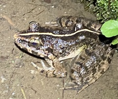 Fejervarya limnocharis