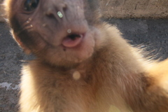 Macaca sylvanus