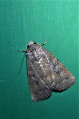 Condica sutor