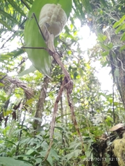 Tauromantis championi