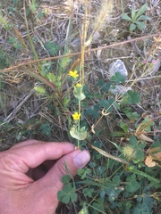 Blackstonia acuminata
