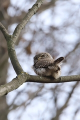 Glaucidium passerinum