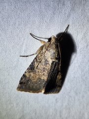 Melipotis agrotoides