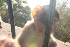 Macaca sylvanus
