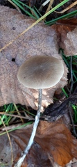 Mycena galopus