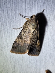 Melipotis agrotoides