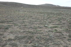 Nanophyton grubovii