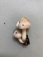 Pluteus leucoborealis