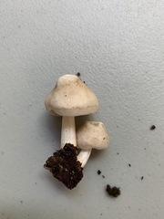 Pluteus leucoborealis