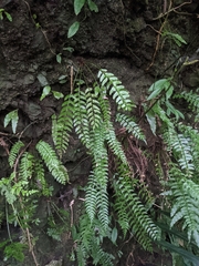 Polystichum formosanum