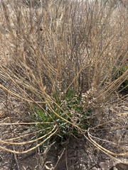Lepidium alyssoides