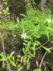 Sabatia calycina