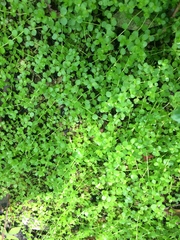 Micranthemum umbrosum