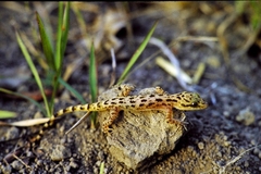 Cyrtodactylus