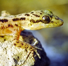 Cyrtodactylus