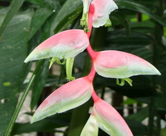 Heliconia chartacea