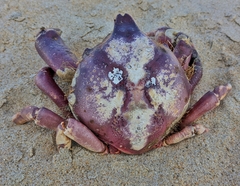 Taliepus nuttallii