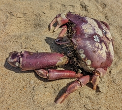 Taliepus nuttallii
