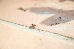 Graptostethus servus