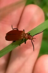 Pyrochroa serraticornis