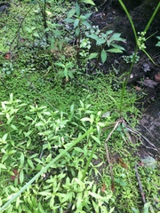 Micranthemum umbrosum