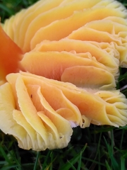 Hygrocybe quieta