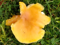 Hygrocybe quieta