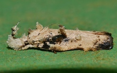 Tonica effractella