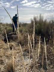 Tridens albescens