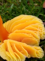 Hygrocybe quieta