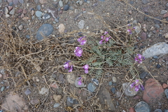 Astragalus stenoceras
