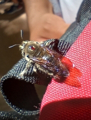 Xylocopa artifex