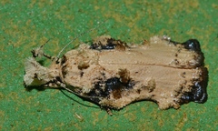 Tonica effractella