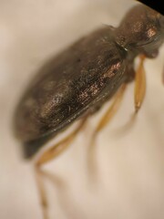 Asaphidion flavipes