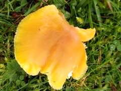 Hygrocybe quieta