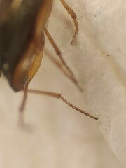 Asaphidion flavipes