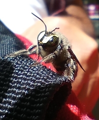 Xylocopa artifex