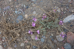 Astragalus stenoceras